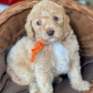 Labradoodle Puppy Luna