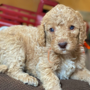 Labradoodle Puppy Luna