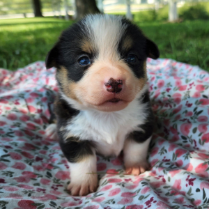 Pembroke Welsh Corgi Puppy Lemon