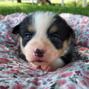 Pembroke Welsh Corgi Puppy Lemon