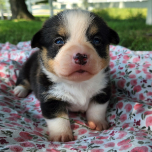 Pembroke Welsh Corgi Puppy Lemon