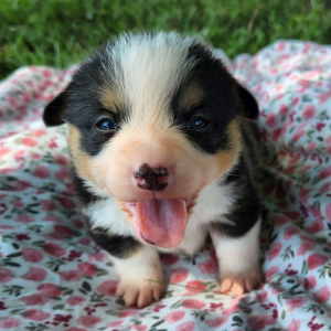 Pembroke Welsh Corgi Puppy Lemon