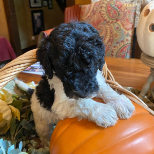 Goldendoodle Puppy Snoopy