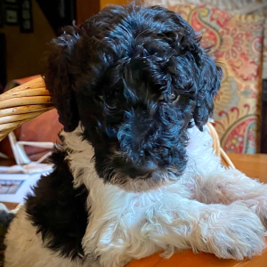 Goldendoodle Puppy Snoopy