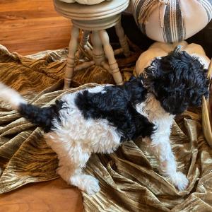 Goldendoodle Puppy Snoopy