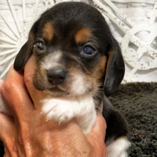 Beagle Puppy Honey Baby
