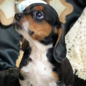 Beagle Puppy Honey Baby