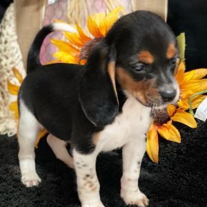 Beagle Puppy Honey Baby