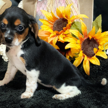Beagle Puppy Honey Baby