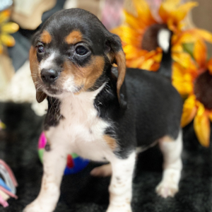Beagle Puppy Honey Baby