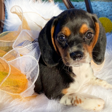 Beagle Puppy Honey Baby