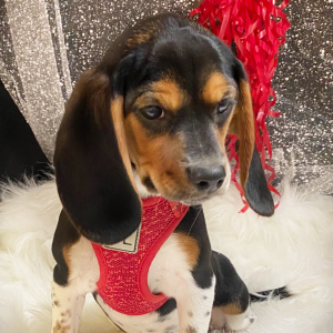 Beagle Puppy Honey Baby
