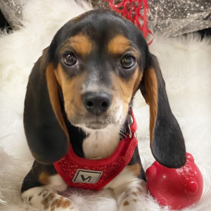 Beagle Puppy Honey Baby