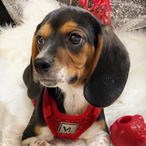Beagle Puppy Honey Baby
