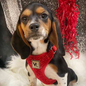 Beagle Puppy Honey Baby