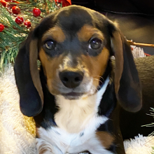 Beagle Puppy Honey Baby
