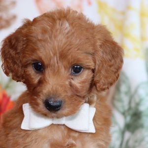 Goldendoodle Puppy Mav