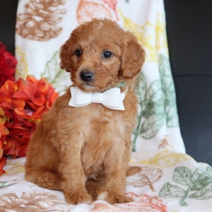 Goldendoodle Puppy Mav