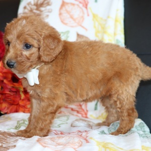 Goldendoodle Puppy Mav