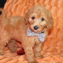 Goldendoodle Puppy Mav
