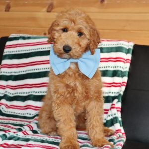 Goldendoodle Puppy Mav