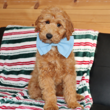 Goldendoodle Puppy Mav