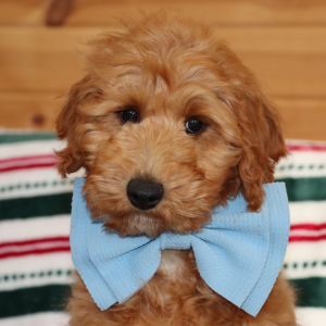 Goldendoodle Puppy Mav