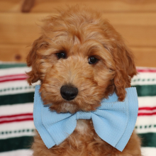 Goldendoodle Puppy Mav