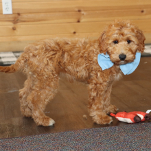 Goldendoodle Puppy Mav