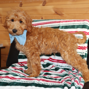 Goldendoodle Puppy Mav