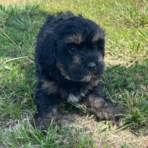 Maltipoo Puppy Badger