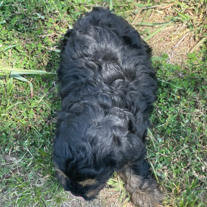 Maltipoo Puppy Badger