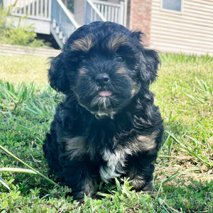 Maltipoo Puppy Badger