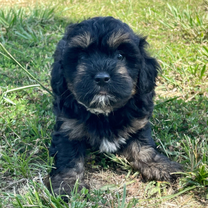 Maltipoo Puppy Badger