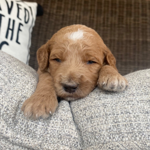 Goldendoodle Puppy Roman