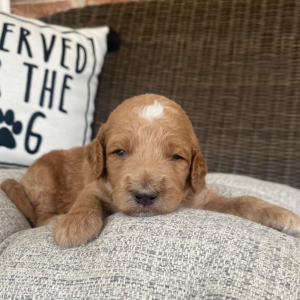 Goldendoodle Puppy Roman