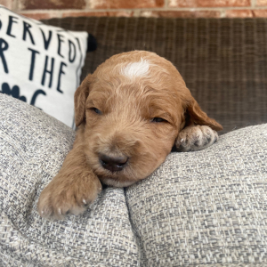 Goldendoodle Puppy Roman