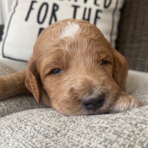 Goldendoodle Puppy Roman