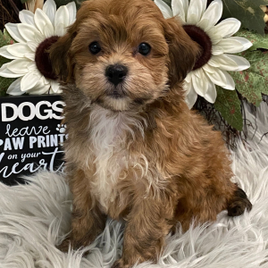 Havapoo Puppy Valor