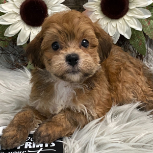 Havapoo Puppy Valor