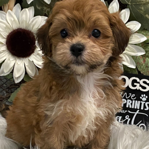 Havapoo Puppy Valor