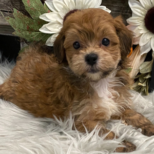 Havapoo Puppy Valor