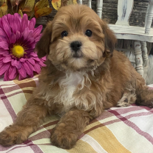 Havapoo Puppy Valor