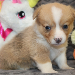 American Corgi Puppy Margo