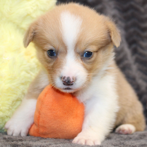 American Corgi Puppy Margo