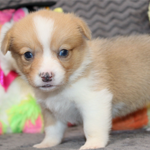 American Corgi Puppy Margo