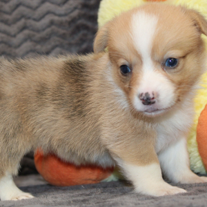 American Corgi Puppy Margo