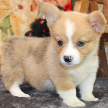 American Corgi Puppy Margo