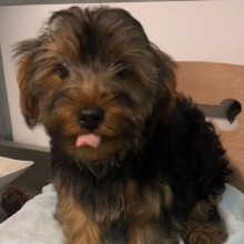 Yorkshire Terrier Puppy Rosco