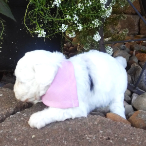 Aussiedoodle Puppy Ava
